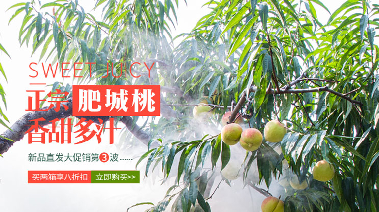 ⑵2024年7月中旬肥城桃玉妃桃大批量上市！